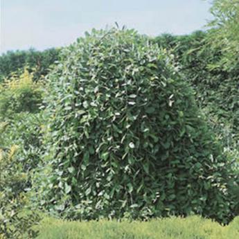 Saule marsault Salix
