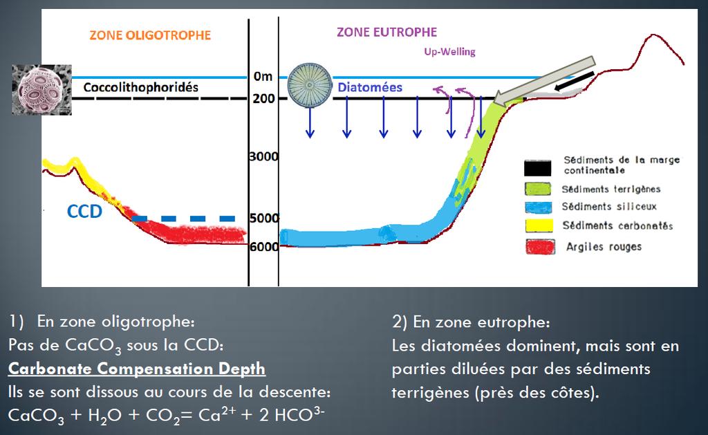 5. Distribution des sédiments océaniques 2.