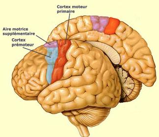Le cortex moteur est situé à l arrière du lobe frontal, juste avant le sillon central qui sépare le lobe frontal du lobe pariétal.
