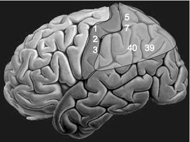 III. Syndrome pariétal On trouve au niveau du lobe pariétal : le cortex sensitif primaire (aire 1, 2 et 3) = cortex somesthésique le cortex associatif (lobules sup et inf) : connaissances sur le