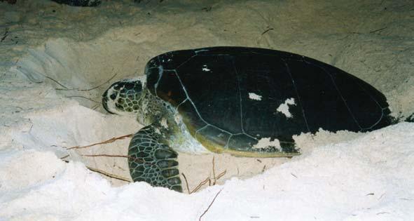 C La tortue verte Photographie 3 : tortue Verte en nidification (Matthieu Roulet) Les tortues vertes ont une distribution circum-globale comprenant quasiment toutes les zones marines entre les
