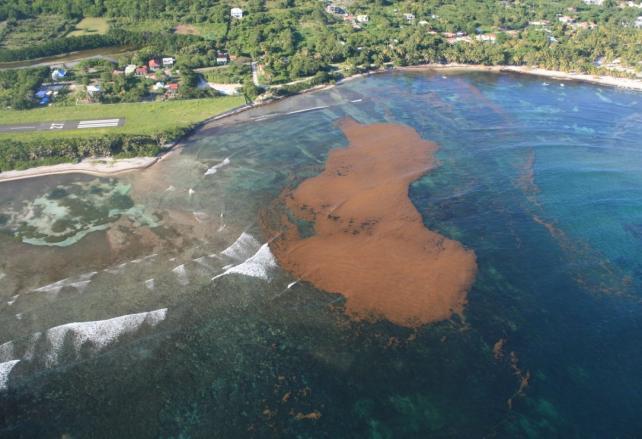 QUESTIONS/REPONSES Les Sargasses A- Les algues 1. D où proviennent les algues sargasses qui s échouent sur vos plages?