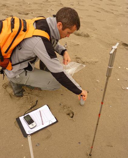 après chaque grande marée, les prélèvements sédimentaires pour analyse granulométrique, des mesures de cohésion du sable du cordon