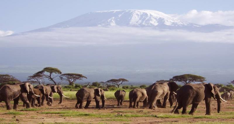 - Les éléphants et les félins d Amboseli, les paysages sauvages de Tsavo,