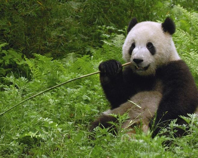 Le fait que ce dernier n en mange pas beaucoup et du au fait qu un d un gène responsable de la réception de la saveur de la viande et muté, ce qi fait que le Panda Géant n a pas le