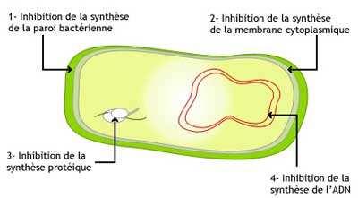 L'inhibition de la synthèse de la paroi bactérienne. La destruction de la membrane de la bactérie. Le blocage de la synthèse des protéines nécessaires à la vie et à la duplication de la cellule.