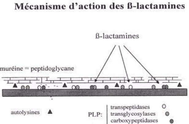 Mode d action des β-lactamines 11