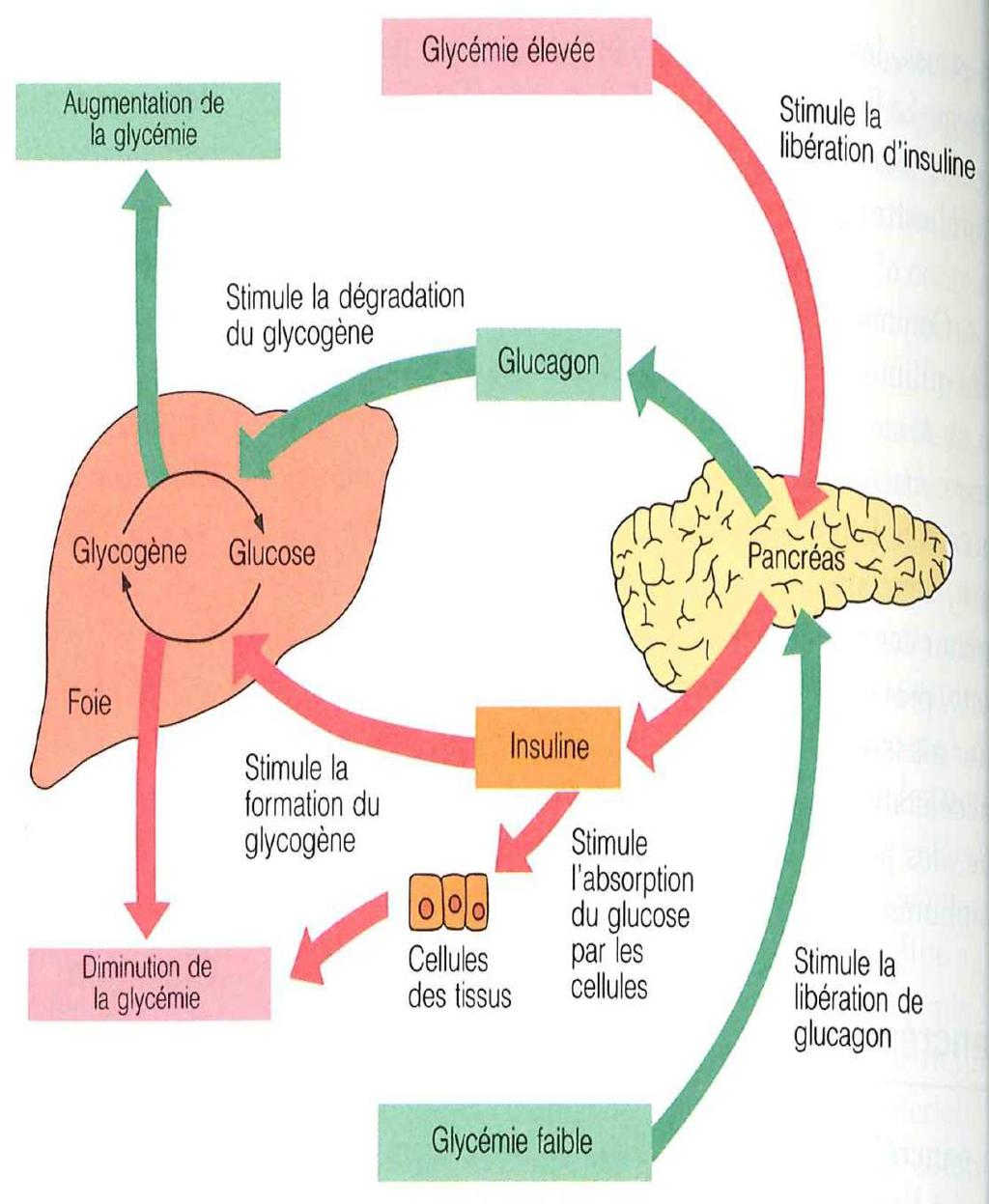 Principales hormones régulants la glycémie 1.