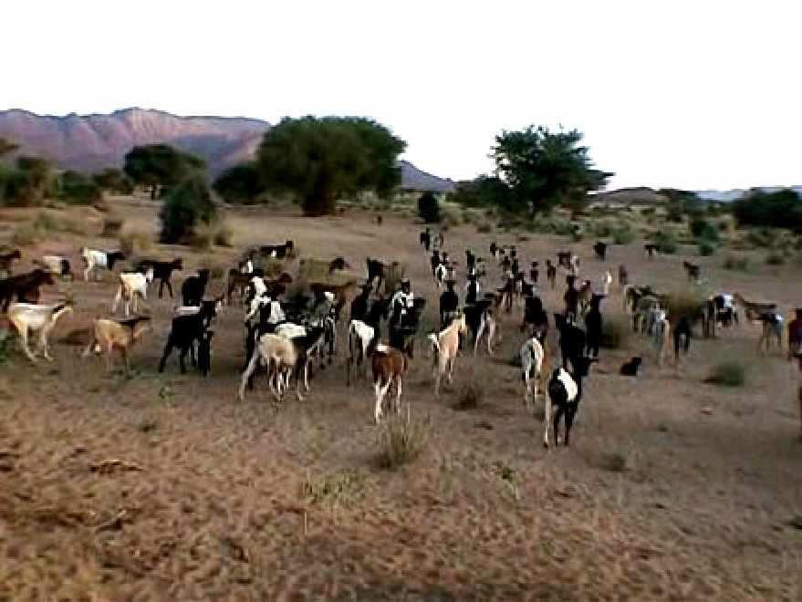 L élevage ou agal est l une de leurs activités de subsistance ; leurs troupeaux ( éharé ) est constitué des chameaux : imnass et des chèvres : willi.