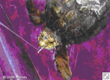 Accrochage d une tortue par un hameçon de palangre La protection des tortues marines Jusqu aux alentours des années 80, il était naturel de consommer de la tortue.