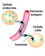 Sécrétion/ mode d action Sécrétion endocrine: suite à un stimulus, l hormone est sécrétée et déversée