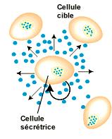 L hormone va être transportée vers les cellules-cibles où elle se lie à des récepteurs spécifiques
