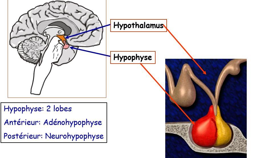 L hypophyse Glande endocrine située dans la selle turcique du l os sphénoïdal (os de la base du crâne) Comporte 2 lobes: Lobe antérieure: 75 %, Tissu