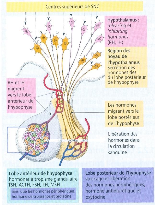 Anté-hypophyse Libération des hormones anté-hypophysaires est contrôlée par les releasing et les inhibiting hormones de l hypothalamus.