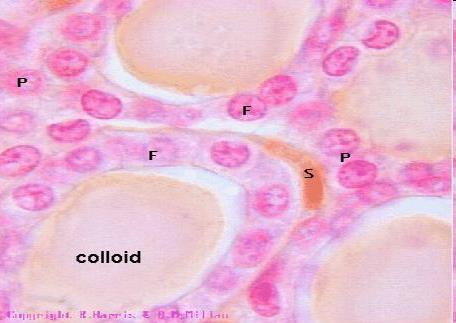 La glande thyroïde Organe situé au niveau du cou, en avant de la trachée, en dessous du cartilage thyroïdien 2 lobes, réunis par un pont nommé l isthme Unité fonctionnelle: le follicule: Parois