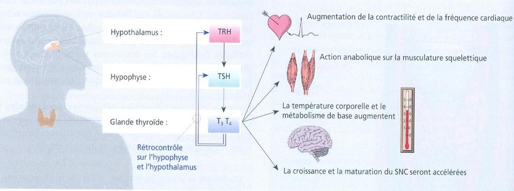 Effets des hormones thyroïdiennes du métabolisme énergétique le travail cardiaque la température corporelle la combustion des graisses et