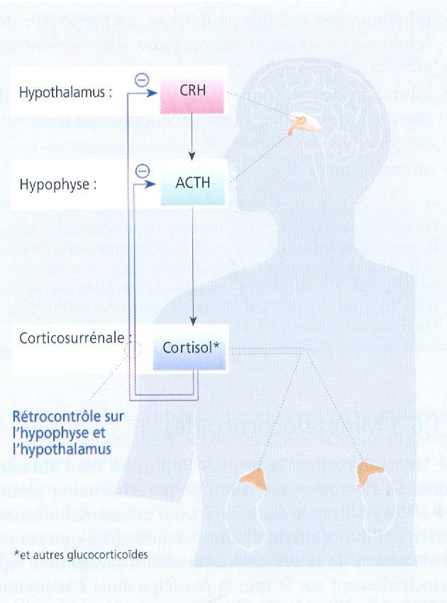 Corticosurrénale Synthétise des hormones stéroïdiennes Sécrétion du cortisol dans la zone fasciculée: Régulée par l axe