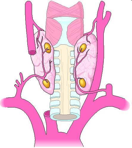 Parathyroïdes 4 nodules à la face postérieure de la thyroïde Sécrètent la (PTH) parathormone intervient dans la régulation du métabolisme phospho-calcique: Libère le calcium à partir des os