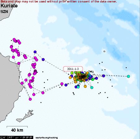 Depuis son lâcher, la tortue «Kuriate» a parcourue environ 2742 km pendant une période de 189 jours.
