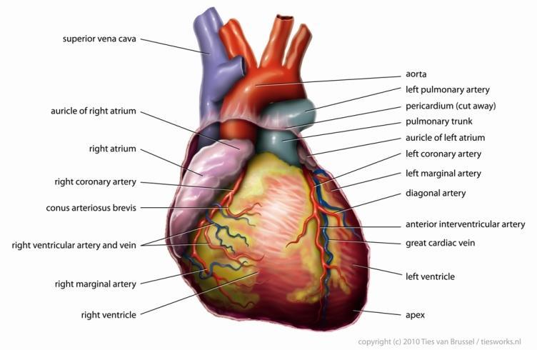 Nous avons 2 artères coronaires : une droite et une gauche. L'artère gauche contient une tige principale et se divise en 2 grandes branches.
