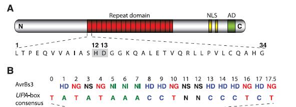 Mutagénèse dirigée: Principe du TALEN TALEs proteins: code de reconnaissance de l ADN (découvertes chez Xanthomonas) Protéine composée de domaines répétés de 33-35 AA qui reconnaissent chacun 1
