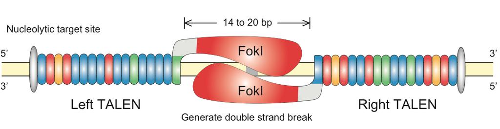 Mutagénèse dirigée: Principe du TALEN Domaines répétés (Left TALEN et Right TALEN) fusionnés avec des nucléases (voire activateurs de transcription ou recombinases) Dimerization of FokI