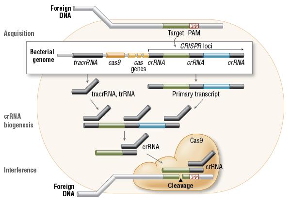 Une autre possibilité: le système CRISPR/Cas9 Chez les bactéries, CRISPR (Clustered Regularly Interspaced Short Palindromic repeats) et CRISPR-associated genes (Cas) sont essentiels pour l immunité