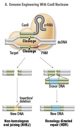 Une autre possibilité: le système CRISPR/Cas9 Type II CRISPR system simplifié: tacrrna et crrna combinés en un sgrna (single guide RNA) Reconnaissance d une séquence de 20 nt puis clivage de l ADN