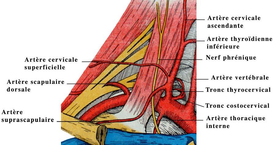 thyrocervical prend son origine près du bord médial du muscle scalène antérieur et à l opposé de l artère thoracique interne.