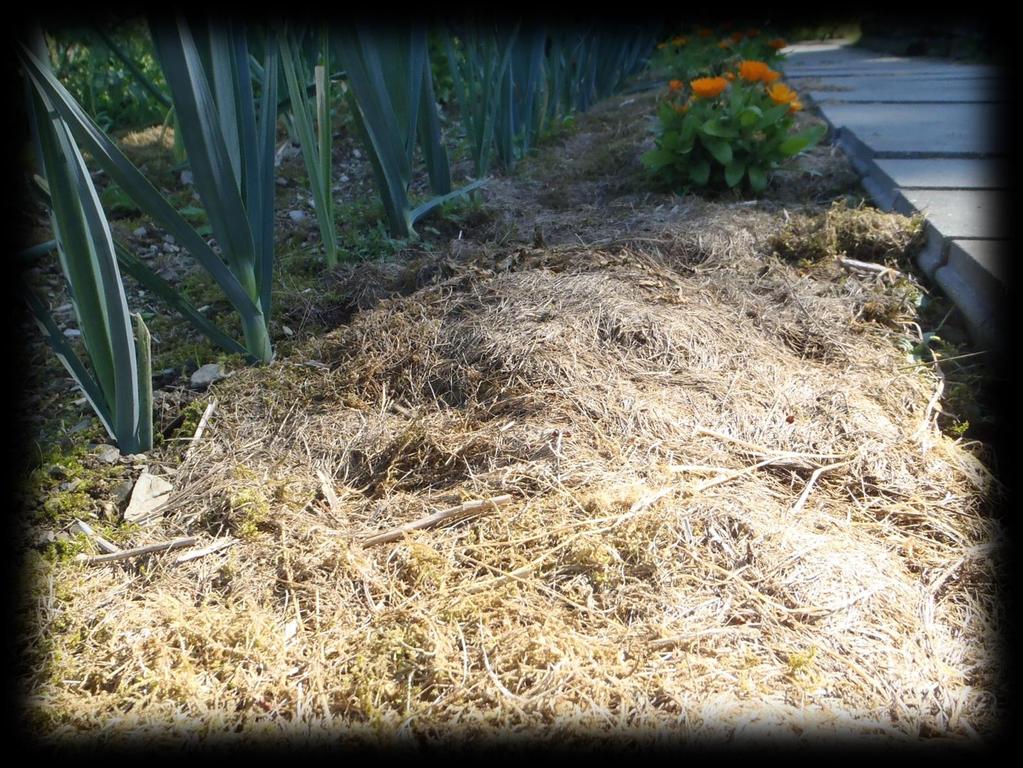 La tonte d herbe permet de couvrir le sol limitant la venue d herbes