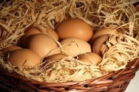 Oeufs Fournisseur : -Les œufs de la
