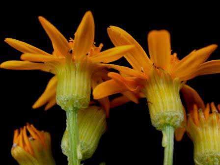 Tragopogon dubius "jaune Salsifis" 35 graines