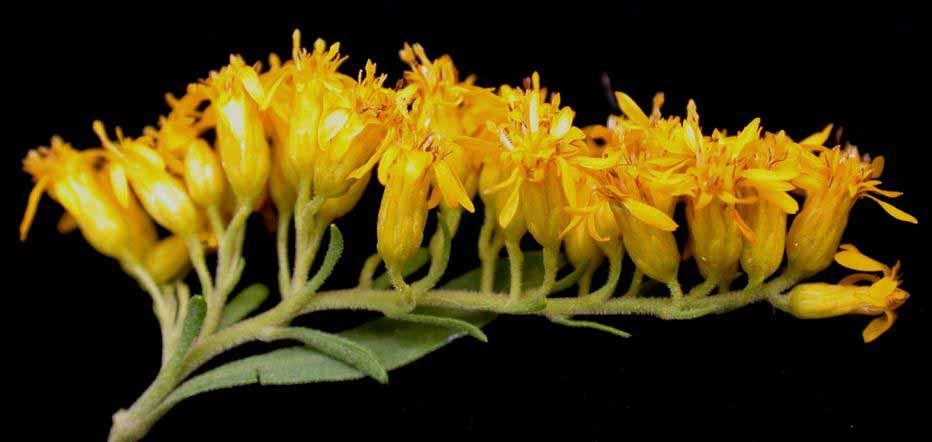 Tragopogon dubius "jaune Salsifis" 35 graines