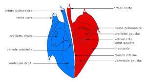 Ci-contre, nous avons le schéma du cœur. VIII) L appareil circulatoire, son fonctionnement et son entretien Les organes sont reliés entre eux par des vaisseaux sanguins.