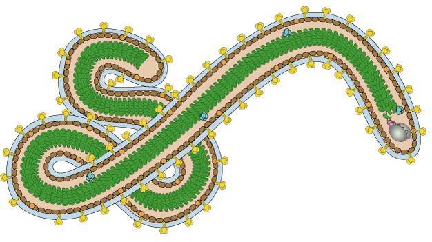 Document 1 : Représentation schématique de la structure du virus Ebola 1 2 3 4 Document 2 : Schéma