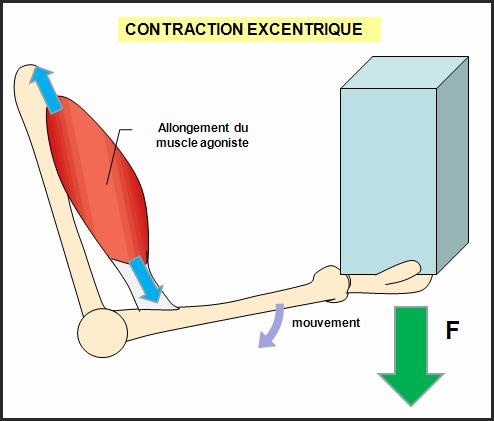 contractions Anisométrique concentrique : les
