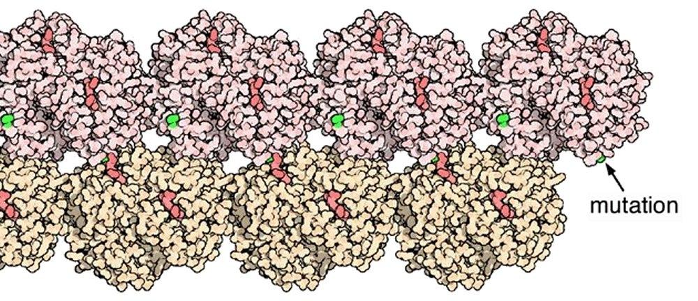 Relation entre structure et fonctionnalité des protéines Hématies en forme de faucille