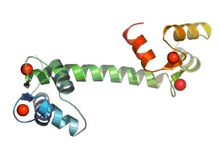 Les motifs structuraux des protéines