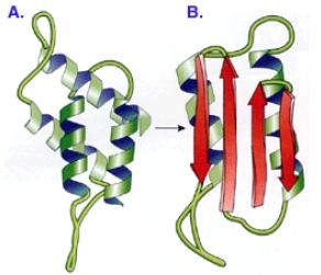 La protéine prion : une protéine à deux