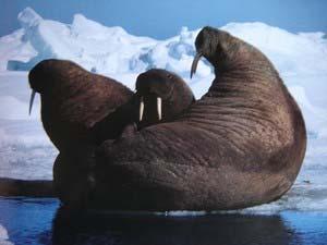 LES MORSES sont des animaux très sociables qui se regroupent en vastes troupeaux A la différence de l'antarctique, l'arctique n'est pas un continent, et ses limites sont plus difficiles à définir.