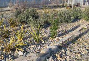 recouvertes d un paillage minéral et d une strate végétale de couvresols afin de conserver un taux d humidité satisfaisant dans la terre et de réguler la température du sol.