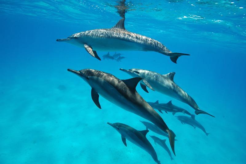 J3 à J6 : Lundi 23 avril au Jeudi 26 avril 2018 - LAGON DES DAUPHINS NAGE QUOTIDIENNE A LA RENCONTRE DES DAUPHINS LIBRES Merveilleuse première rencontre avec les dauphins et de la vie marine peuplant