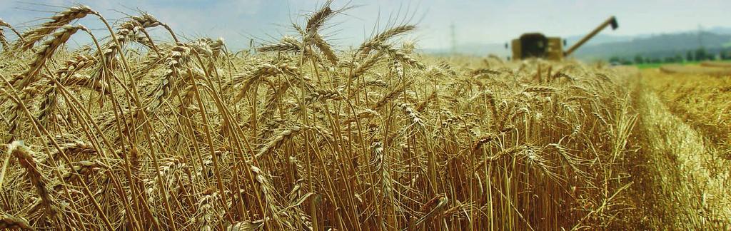 -niveau 1 Céréales 26 Calcul de la densité de semis Conseils culturaux Tendance pour les semis 2017 La stratégie de qualité pour le blé panifiable est à poursuivre.