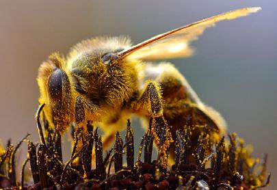 Départementale, Abeille Aunisienne, abeille Saintongeaise, abeille Angérienne et