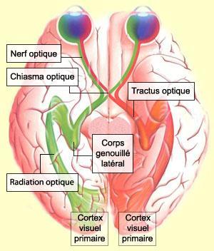 Figure 2 : trajet du nerf optique (Site : «Le cerveau à tous les niveaux» (Institut de Recherche en Santé du Canada) http://lecerveau.mcgill.ca/flash/d/d_02/d_02_cr/d_02_cr_vis/d_02_cr_vis.