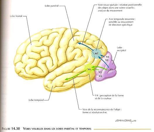 Figure 4 : «Voies visuelles dans les lobes pariétal et temporal» (Felten D. L. & Shetty A.N.