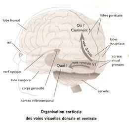 355) [43] Figure5 : «organisation corticale des voies visuelles dorsale et ventrale» (Chokron S &, Marendaz C. (2010) Comment voyons-nous? Pa