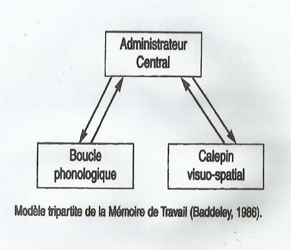 Figure 8: Modèle de la Mémoire de Travail (Baddeley, 1986) La boucle phonologique permet le stockage temporaire de l information verbale.