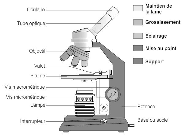 Fiche méthode n 8 : Observer au microscope Objectif Niv.1 (6 ème ) : découvrir l utilisation du microscope, savoir régler la luminosité et connaître le nom des différentes parties.