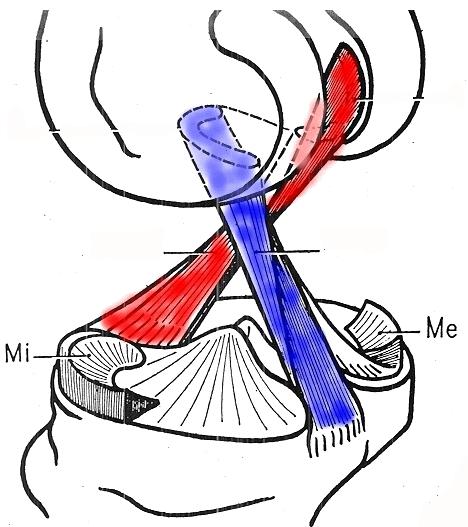 Ligaments croisés Ligament croisé antérieur (LCA) Ligament croisé postérieur (LCP) Les ligaments latéraux sont complémentaires aux ligaments croisés : Les ligaments